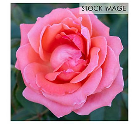 Van Zyverden Climbing Rose CL America 1 Root St ck
