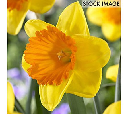 Van Zyverden Daffodils Akita Set of 12 Bulbs