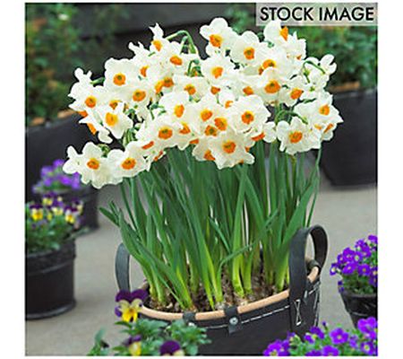 Van Zyverden Daffodils Geranium Set of 12 Bulbs