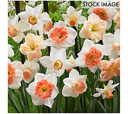 Van Zyverden Daffodils Pink Mixture Set of 25 Bulbs
