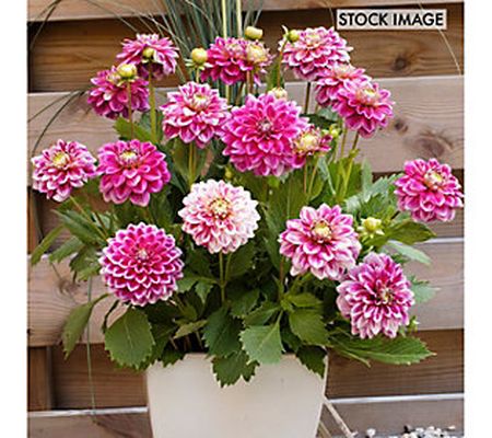 Van Zyverden Dahlias Go Go TwoTone Set of 3 Bulbs