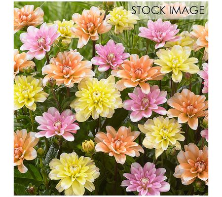 Van Zyverden Dahlias Perception Spectrum Blend Set of 5 Bulbs