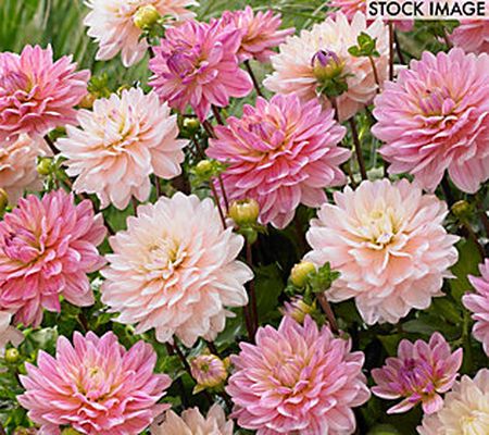 Van Zyverden Dahlias Pretty In Pink Blend Set o f 7 Bulbs