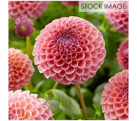 Van Zyverden Dahlias Seductive Arbawinnie Blend Set of 5 Bulbs