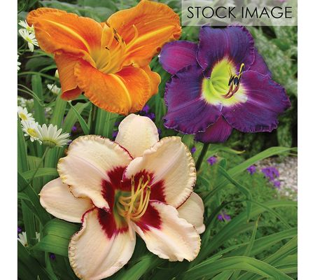 Van Zyverden Daylilies Once In a Lifetime Blend 10 Roots
