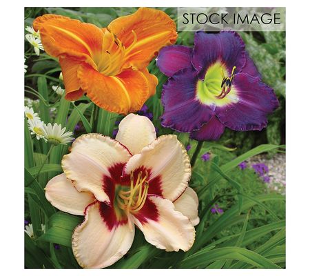 Van Zyverden Daylilies Once In a Lifetime Blend 15 Roots