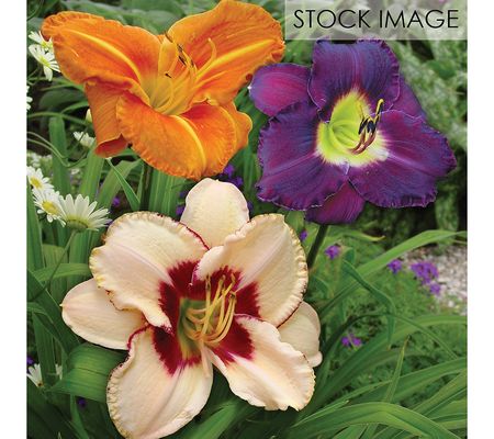 Van Zyverden Daylilies Once In a Lifetime Blend 20 Roots
