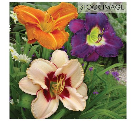 Van Zyverden Daylilies Once In a Lifetime Blend 25 Roots