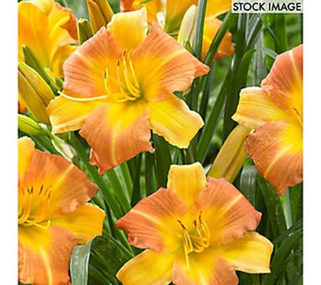 Van Zyverden Daylilies Punch Yellow Set of 3 Ro ots