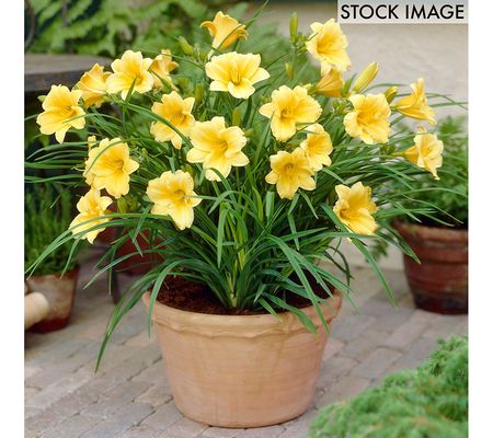 Van Zyverden Daylilies Re Blooming Stella de' O ro 1 Root