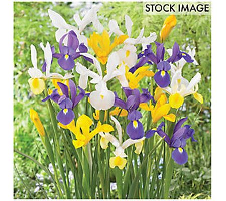 Van Zyverden Dutch Iris Mixed Set of 25 Bulbs