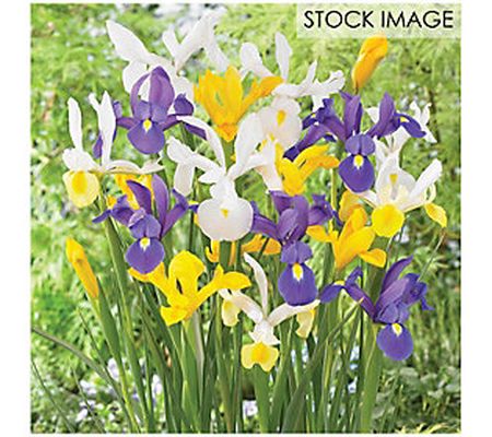 Van Zyverden Dutch Iris Mixed Set of 75 Bulbs