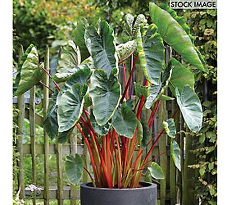 Van Zyverden Elephant Ears Hawaiian Punch Set of 3 Bulbs