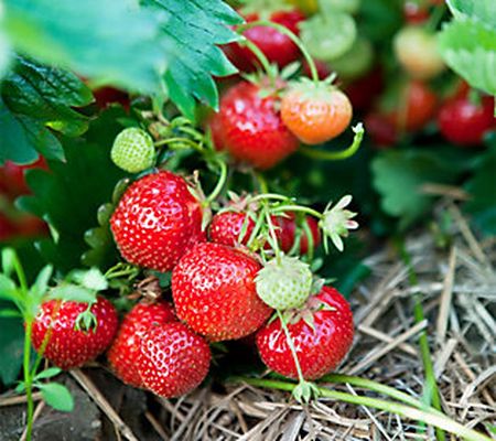 Van Zyverden Ever Bearing Strawberries Ever Swe et 20 Roots