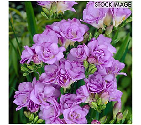 Van Zyverden Freesias Double Blooming Lavender Set of 25 Bulbs