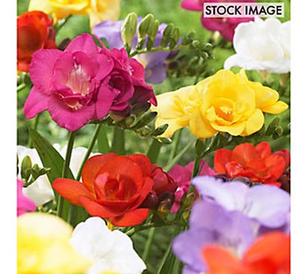 Van Zyverden Freesias Double Blooming Mixed Set of 25 Bulbs