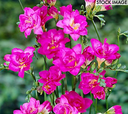 Van Zyverden Freesias Double Blooming Pink Set of 25 Bulbs