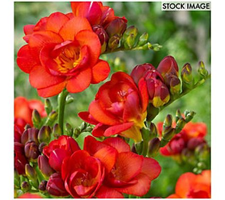 Van Zyverden Freesias Double Blooming Red Set o f 25 Bulbs