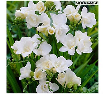 Van Zyverden Freesias Double Blooming White Set of 25 Bulbs