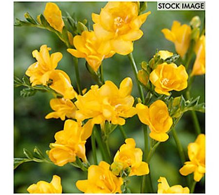 Van Zyverden Freesias Double Blooming Yellow Se t of 25 Bulbs