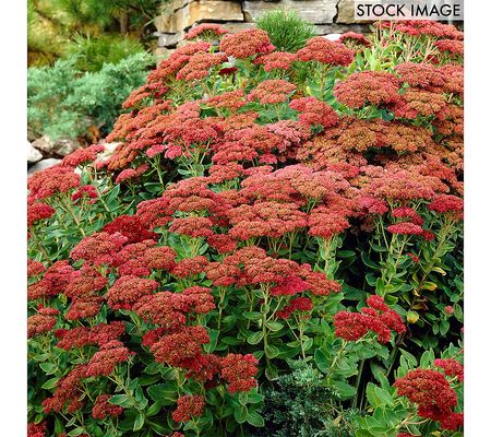 Van Zyverden Garden Succulent Sedum Herbstfreude 3 Roots