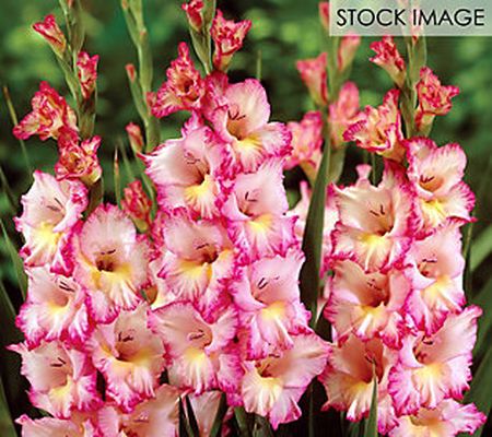 Van Zyverden Gladiolus Large Priscilla Set of 1 2 Bulbs
