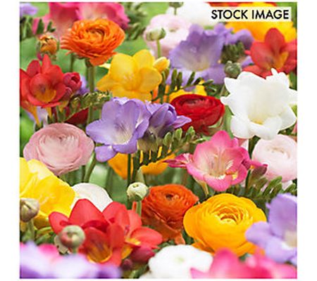 Van Zyverden Grand Freesia & Ranunculus Blend S et of 25 Bulbs