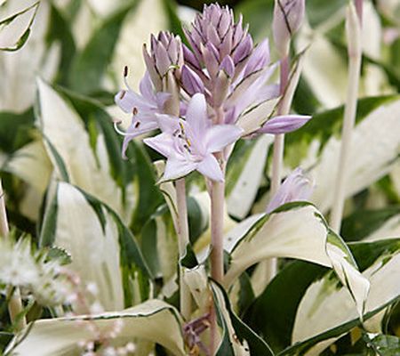 Van Zyverden Hosta Fire and Ice - Set of 3 Roots