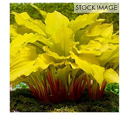 Van Zyverden Hosta Lipstick Blonde Set of 3 Roots