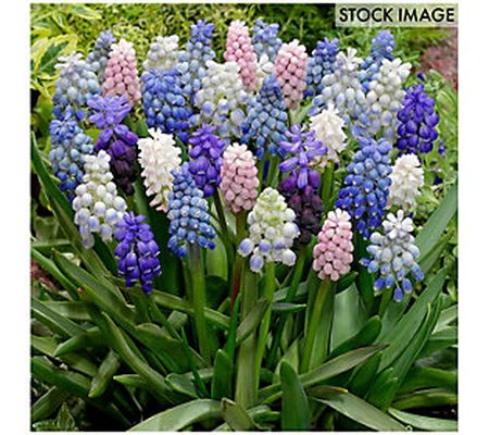 Van Zyverden Hyacinth Muscari Cottage Blend Set of 25 bulbs