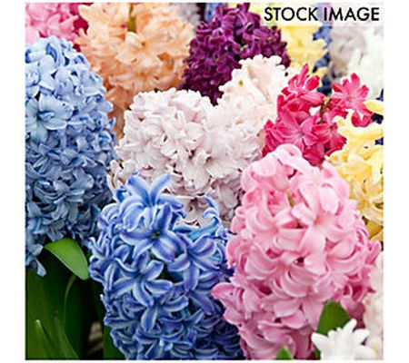 Van Zyverden Hyacinths Easter Basket Blend, Set of 12 Bulbs