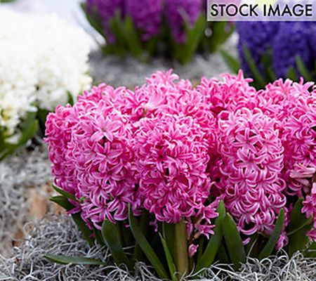 Van Zyverden Hyacinths Pink Pearl Set of 10 Bul bs