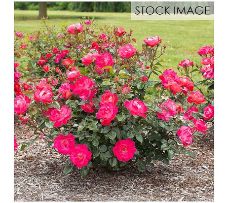 Van Zyverden, Inc. Bloomables Rose Pink 2 qt St adium Pot