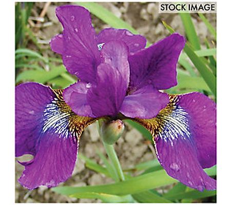 Van Zyverden Iris Siberica Claret Cup Set of 3 roots