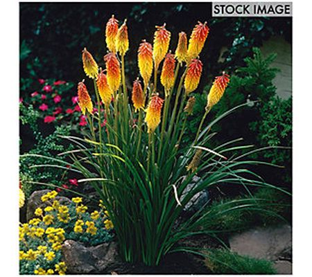 Van Zyverden Kniphofia Red Hot Poker Set of 5 R oots