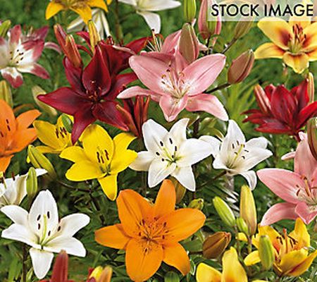 Van Zyverden Lilies Asiatic Mixed Set of 12 Bul bs