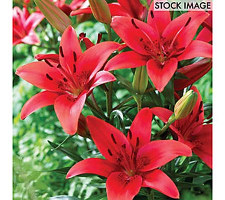 Van Zyverden Lilies Asiatic Red Sensation Set o f 7 Bulbs