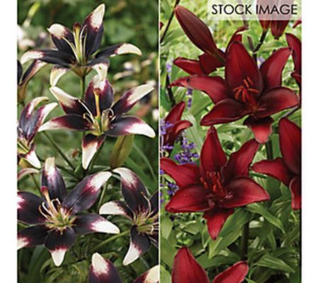 Van Zyverden Lilies Day & Night Collection Set of 12 Bulbs