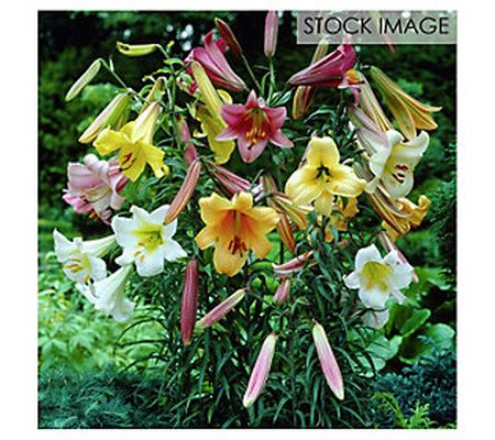Van Zyverden Lilies Giant Trumpet Mixture 12 Bulbs