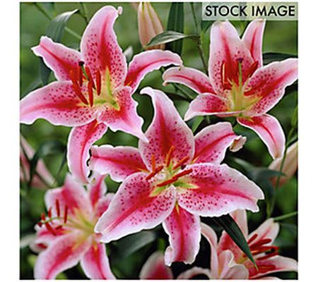 Van Zyverden Lilies Oriental Stargazer Set of 1 2 Bulbs