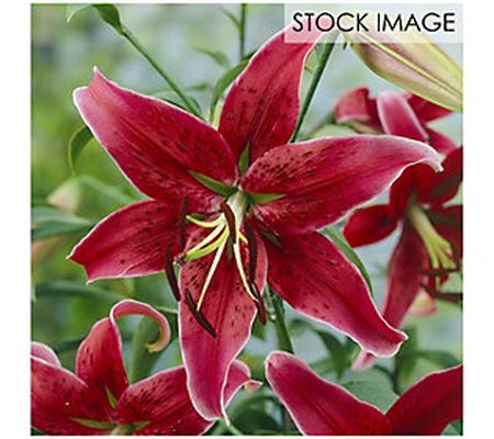 Van Zyverden Lilies Premium OT Hybrid Miss Feya5 Bulbs