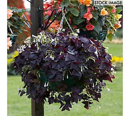 Van Zyverden Lucky Clover Kit With Hanging Basket