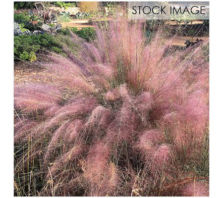 Van Zyverden Ornamental Grass Pink Muhly 1 Dorm ant Plant