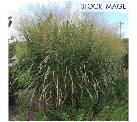 Van Zyverden Ornamental Grass Tall Switch 1 Dor mant Plant