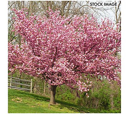 Van Zyverden Ornamental Tree Cherry Kwanzan 1 R oot Stock