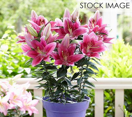 Van Zyverden Patio Gentle Romance Lilies Kit