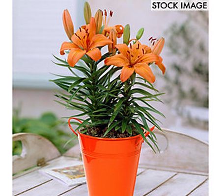 Van Zyverden Patio Lily Orange Pixie With Orang e Metal Plante