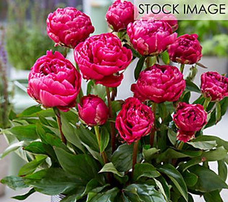 Van Zyverden Patio Peonies London For Container s Set of 1 Root