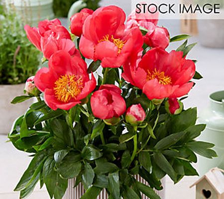 Van Zyverden Patio Peonies Oslo For ContainersSet of 1 Root