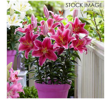 Van Zyverden Patio Pink Romance Lilies Kit